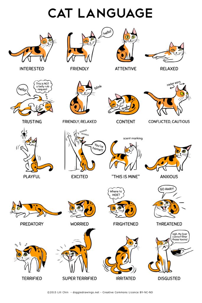 Cat Language Infographic
